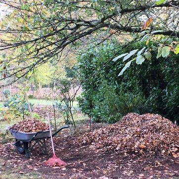 le terreau de feuilles mortes certainement le meilleur apport pour les fougères